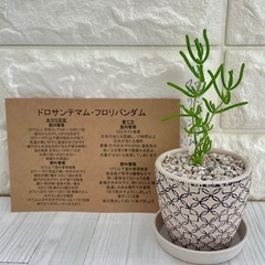 多肉植物
ドロサンテマムフロリバンダ厶/デザイン陶器鉢②の画像