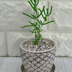 多肉植物
ドロサンテマムフロリバンダ厶/デザイン陶器鉢②の画像