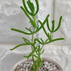 多肉植物
ドロサンテマムフロリバンダ厶/デザイン陶器鉢②の画像