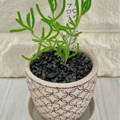 ドロサンテマムフロリバンダム/デザイン陶器鉢の画像