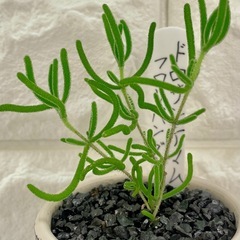 ドロサンテマムフロリバンダム/デザイン陶器鉢の画像