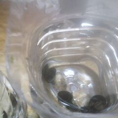 ボトル入りタニシ(5匹)2ボトル追加品出ししました。の画像