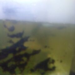 ボトル入りタニシ(5匹)2ボトル追加品出ししました。の画像