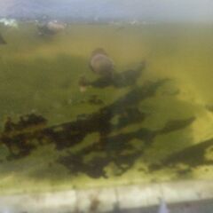 ボトル入りタニシ(5匹)2ボトル追加品出ししました。の画像