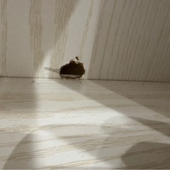 
スライド式本棚の画像