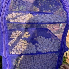 もっちり銀杏　人気の画像