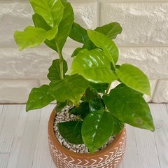 コーヒーの木アラビカ種/デザイン陶器鉢の画像
