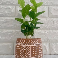 コーヒーの木アラビカ種/デザイン陶器鉢の画像