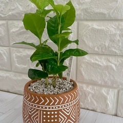 コーヒーの木アラビカ種/デザイン陶器鉢の画像