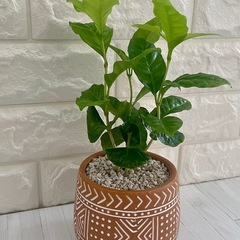 コーヒーの木アラビカ種/デザイン陶器鉢の画像