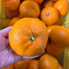 八幡浜みかん大玉3L４L⭐︎2個の画像