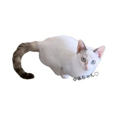 ゆきちゃんの里親探しています🐾