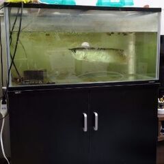 シルバーアロワナ、90センチ水槽(ガラス)、台の画像