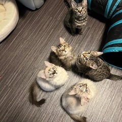 5兄弟の里親様を探しています