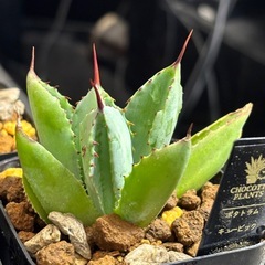 不思議なポタトラム【2株だけお譲りします】アガベキュービックの画像