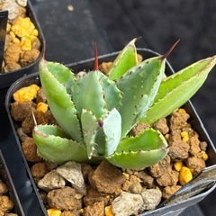 不思議なポタトラム【2株だけお譲りします】アガベキュービックの画像