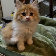 （相談中）杜撰な多頭飼育しているお宅の仔猫