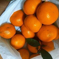 みかん☆無農薬16個♪の画像