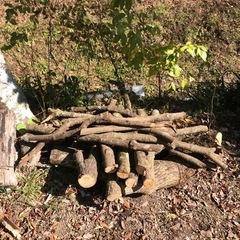 【無料】丸太、薪の画像