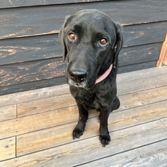 急いで里親を探しています