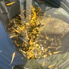 メダカ　めだか　柿の葉　最終値下げの画像