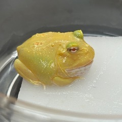 ラスト1匹！クランウェルツノガエル　ピカチュウの画像