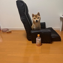 2.5キロの豆柴6ヶ月