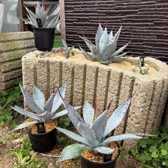 【残り1株】屈折の舞扇【大株】の画像