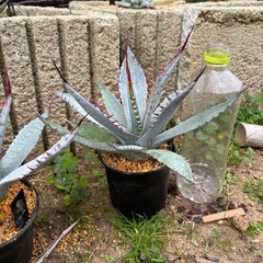 【残り1株】屈折の舞扇【大株】の画像