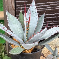 【残り1株】屈折の舞扇【大株】の画像