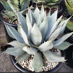 【残り1株】屈折の舞扇【大株】の画像