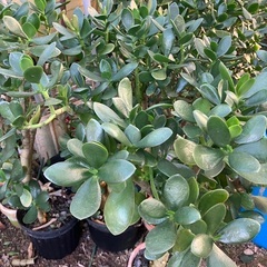 おじいちゃんの金のなる木　高さ75cmの画像