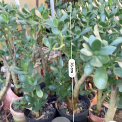 おじいちゃんの金のなる木　高さ75cmの画像