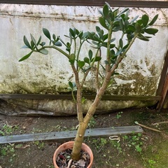 おじいちゃんの金のなる木　高さ75cmの画像