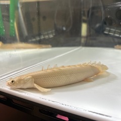 プラチナエンドリケリーの画像