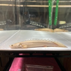 プラチナエンドリケリーの画像