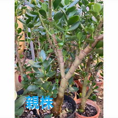 おじいちゃんの金のなる木　高さ75cmの画像