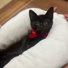 黒猫🐈‍⬛男の子　だいちゃん🐈‍⬛血液検査済み🐈‍⬛