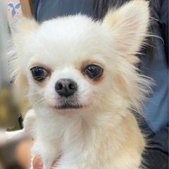 チワワ姉妹︎︎ ♀4歳