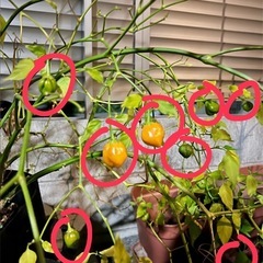 交涉中無料マイルドな唐辛子の画像