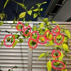 交涉中無料マイルドな唐辛子の画像