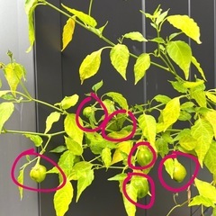 交涉中無料マイルドな唐辛子の画像