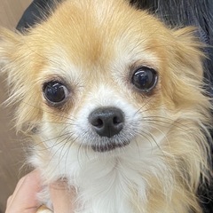 チワワ︎︎ ♀4歳