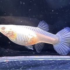 グッピー RREAモスコーピンク 1ペアの画像