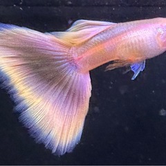 グッピー RREAモスコーピンク 1ペアの画像