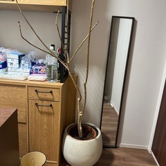 観葉植物&植木鉢の画像