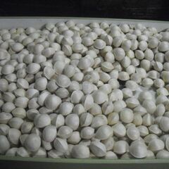 オーラス　銀杏　６００グラムの画像