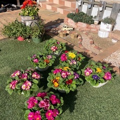 ジュリアンの寄せ植え♪の画像