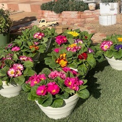 ジュリアンの寄せ植え♪の画像