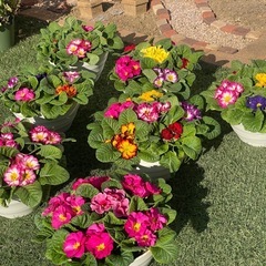 ジュリアンの寄せ植え♪の画像